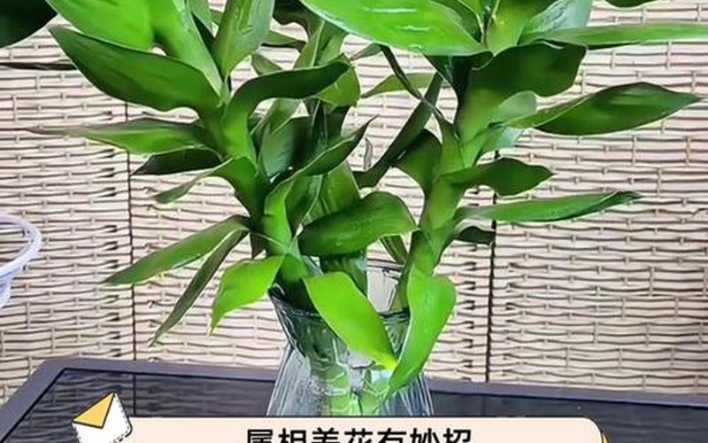 属像养植物 属像养植物