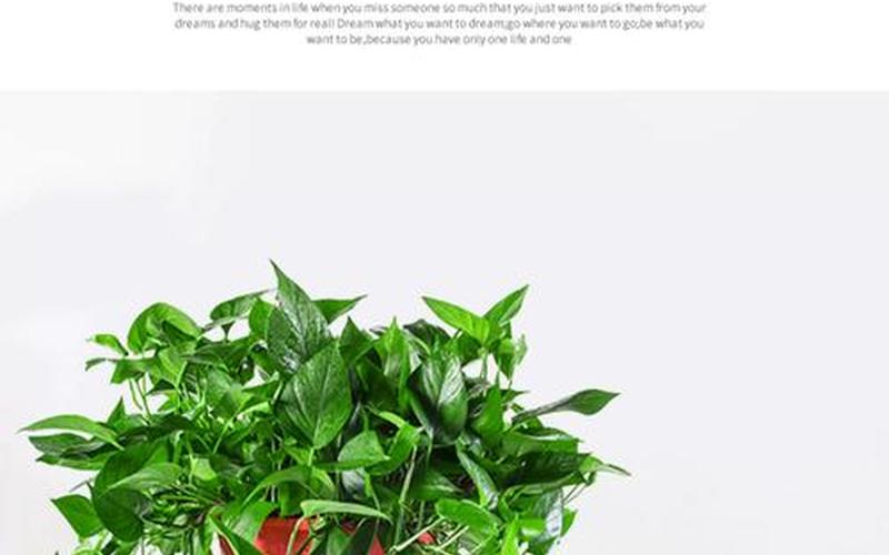 藤蔓类植物风水禁忌 藤蔓类植物风水禁忌