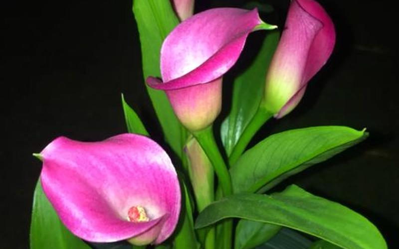 生肖风水花卉有哪些种类 生肖风水花卉有哪些种类