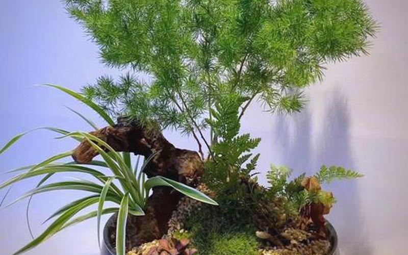 植物风水图片大全