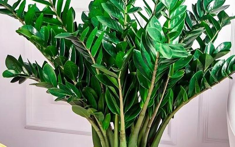 属相种植什么植物最好