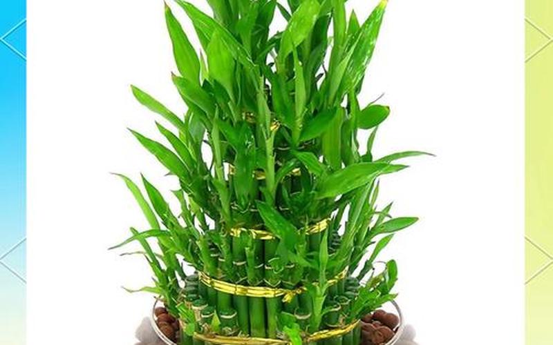 属相的吉祥植物是什么 属相的吉祥植物是什么