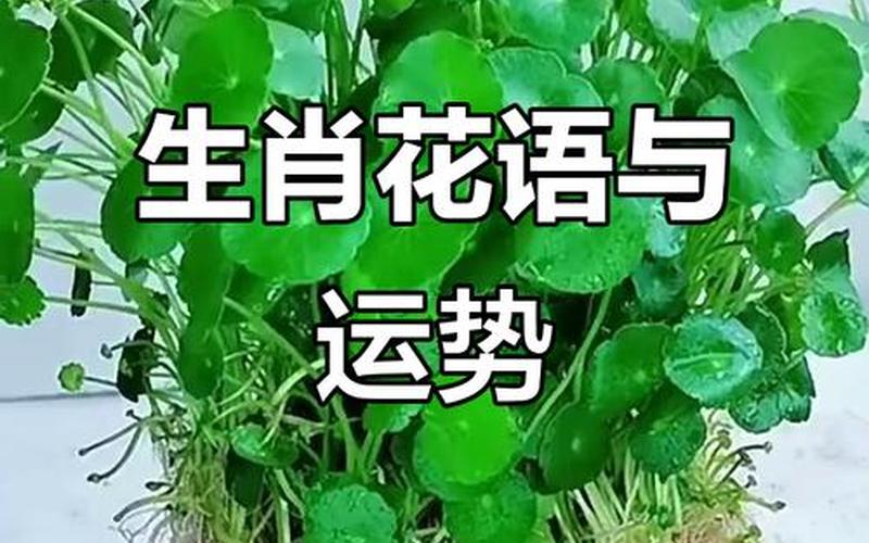 属相种花聚财 属相种花聚财