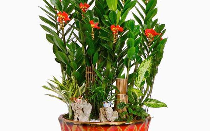 属相吉祥植物图片