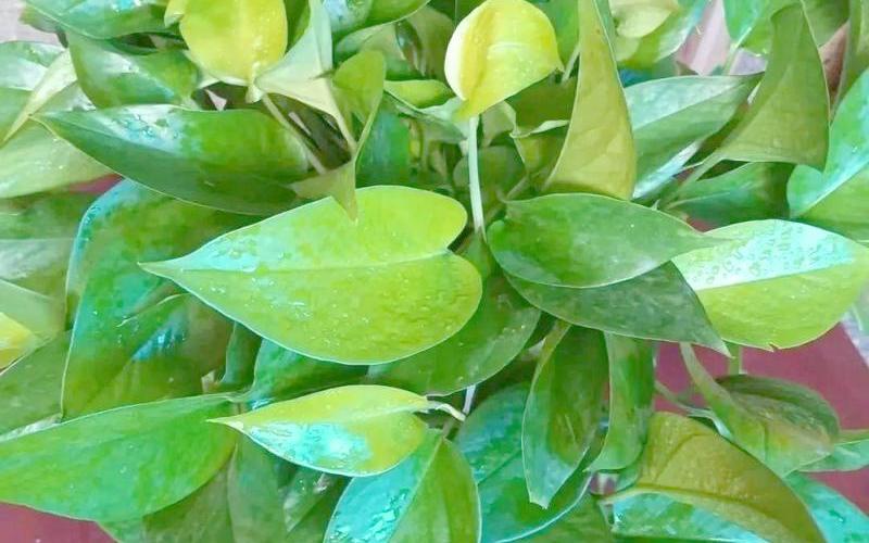 属相对应的绿植