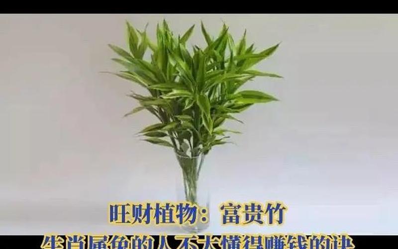 十二生肖各种什么绿植旺财运 十二生肖各种什么绿植旺财运