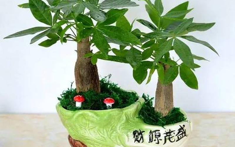 属相的幸运植物是什么 属相的幸运植物是什么