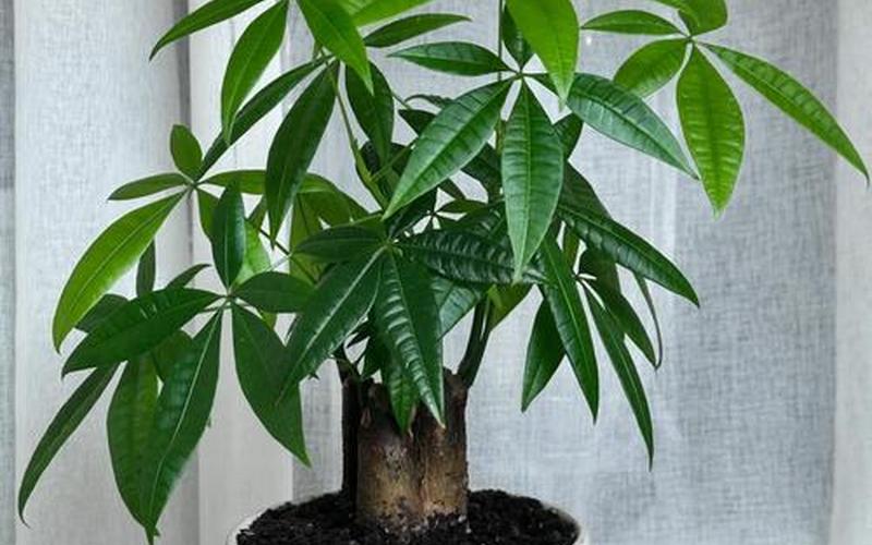 属相的旺财植物图片 属相的旺财植物图片