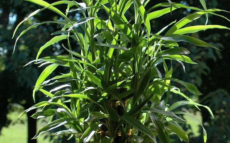 每个属相风水花卉有哪些品种呢