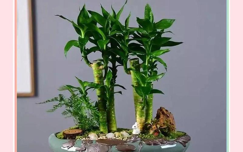 12生肖属相的绿植 12生肖属相的绿植