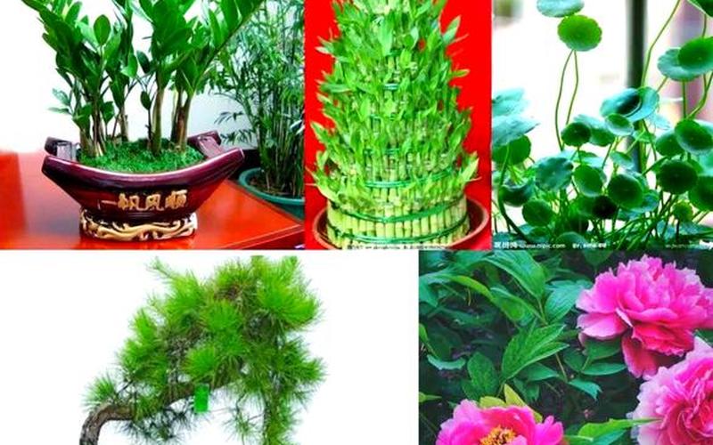 各个属相的吉祥植物图片 各个属相的吉祥植物图片