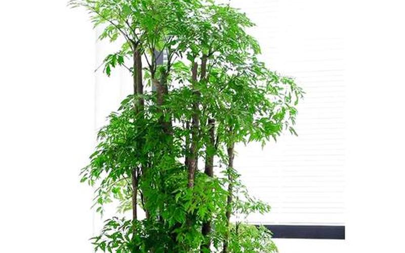 植物在风水中属什么