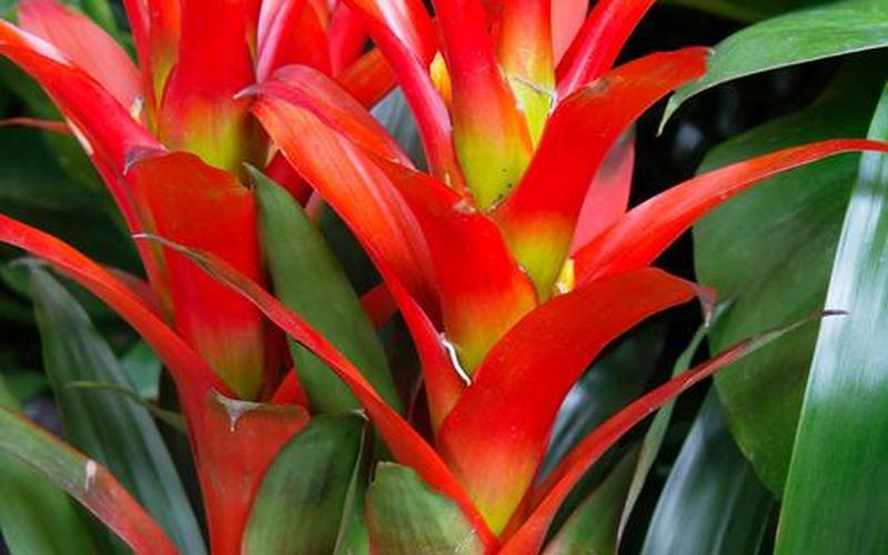 属相吉祥植物 属相吉祥植物