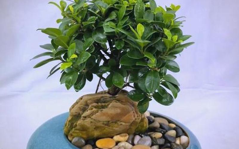 办公室植物风水 办公室植物风水