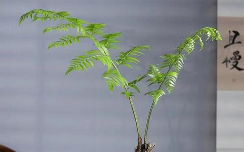 客厅放蕨类植物风水 客厅放蕨类植物风水