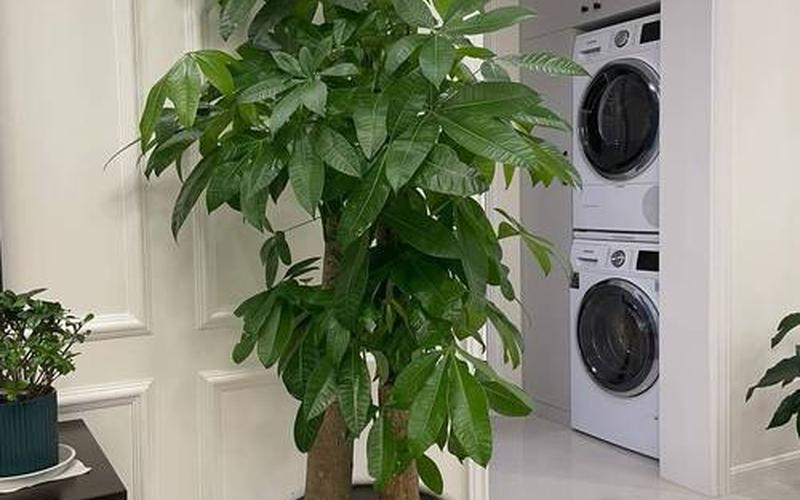 植物风水禁忌图片 植物风水禁忌图片