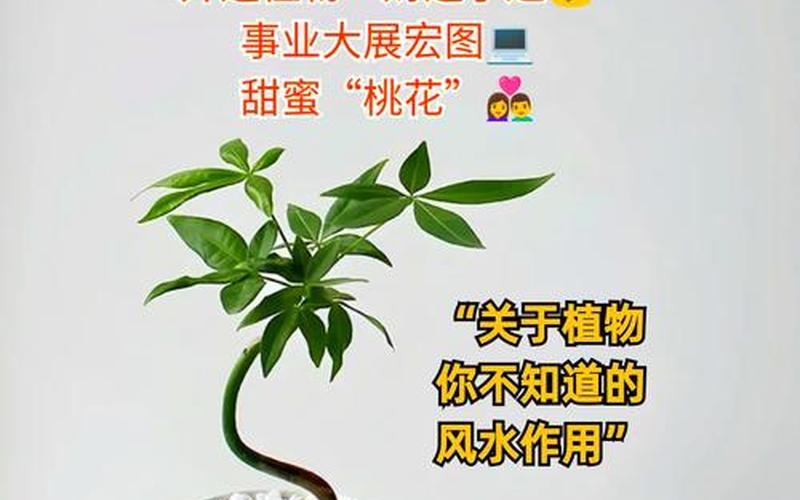 植物在风水中的作用和意义 植物在风水中的作用和意义