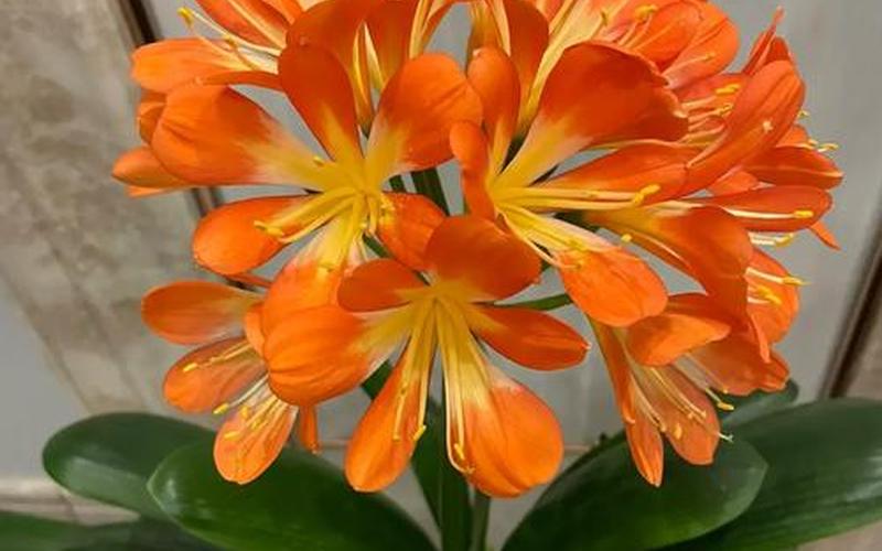 十二生肖家里摆放什么花草旺财运 十二生肖家里摆放什么花草旺财运