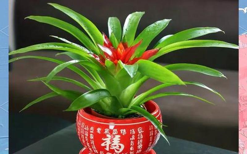 属相植物 属相植物