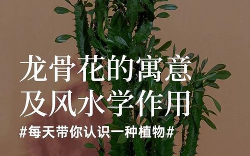 植物在风水中的作用有哪些 植物在风水中的作用有哪些