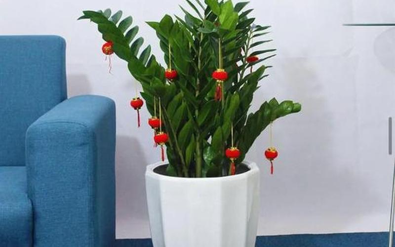 风水绿植摆放 风水绿植摆放