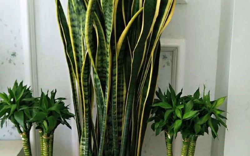 属相适合种什么花 属相适合种什么花