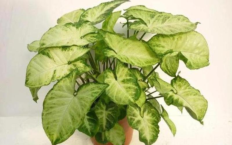 植物属阴还是阳