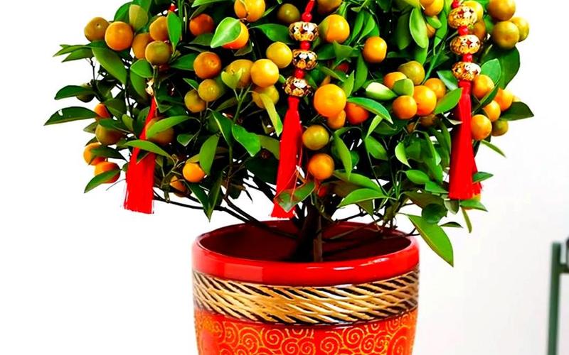 属相植物旺财放什么方位最好