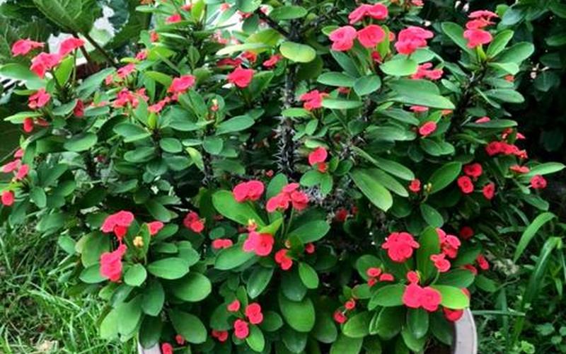 属相种植什么植物最好呢 属相种植什么植物最好呢