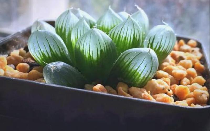 属相适合的植物有哪些