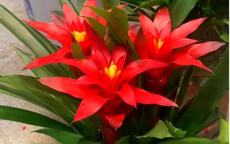 属相花草摆放位置图 属相花草摆放位置图