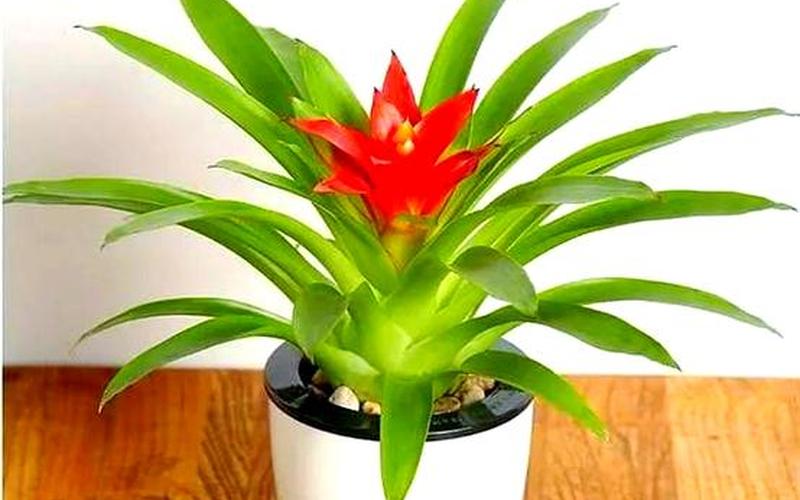 属相植物旺财图片