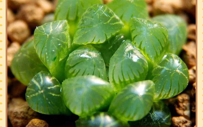 植物在风水中属什么生肖最好