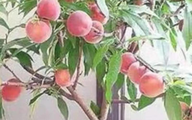 植物风水学的十大凶树