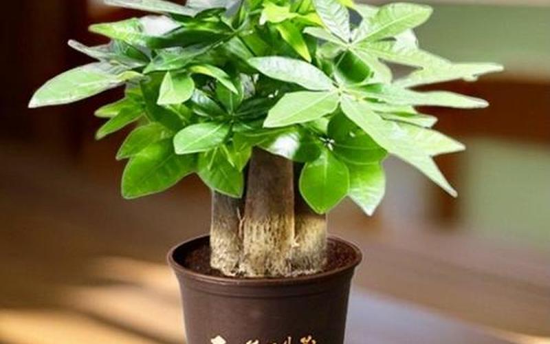 属相的吉祥植物图片 属相的吉祥植物图片