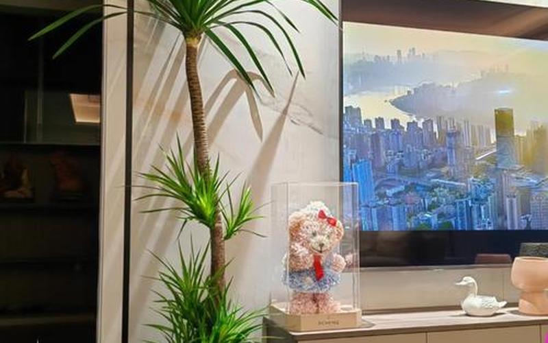 家里有病人摆放什么植物风水