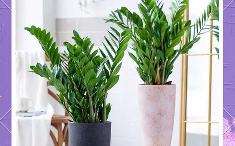 十二属相种什么植物旺财