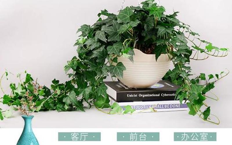 办公室藤蔓植物的风水禁忌 办公室藤蔓植物的风水禁忌