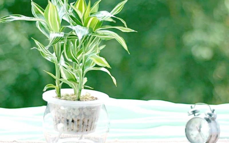 属相与绿植 属相与绿植