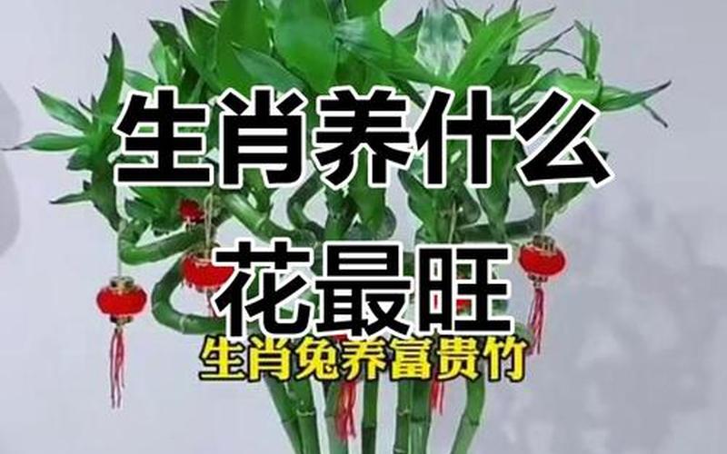 属相宜和植物 属相宜和植物