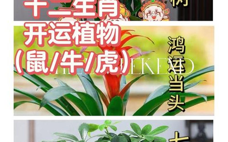 属相的幸运树是什么树 属相的幸运树是什么树