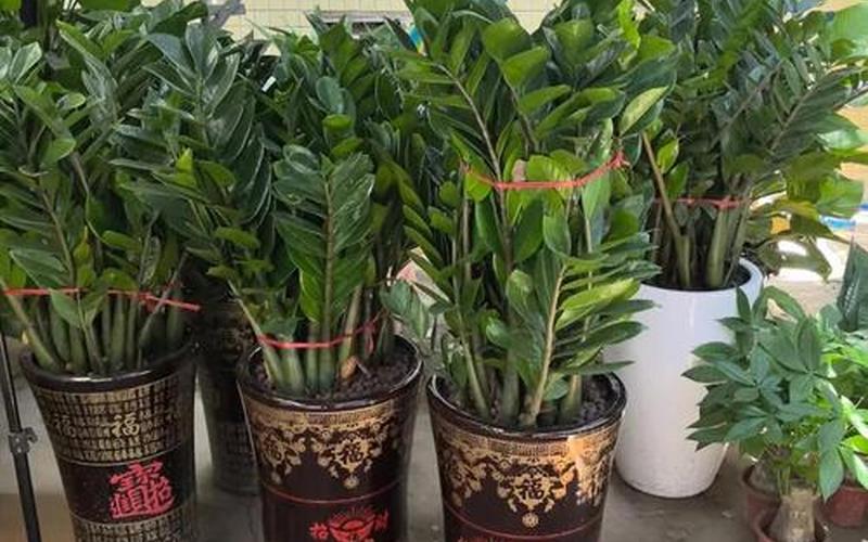 什么属相种什么树好 什么属相种什么树好