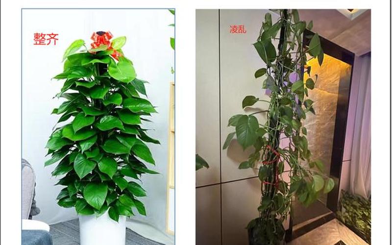 植物风水禁忌大全