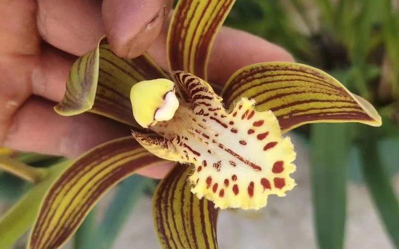 属相所对应的花卉有哪些