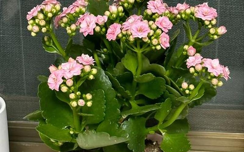 什么属相买什么花能旺财