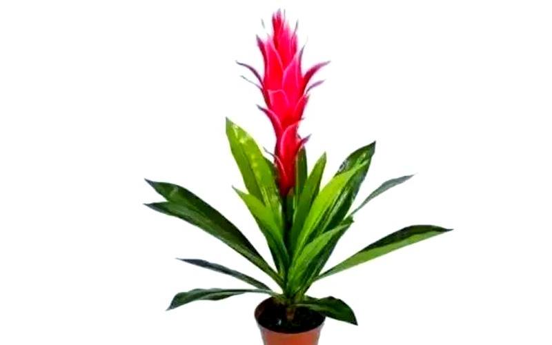 属相旺财植物推荐 属相旺财植物推荐