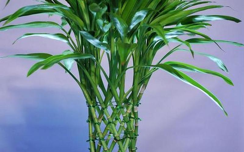 属相种植什么植物最好风水