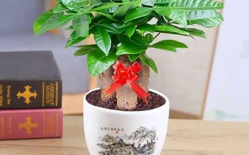 属相的旺财植物是什么 属相的旺财植物是什么