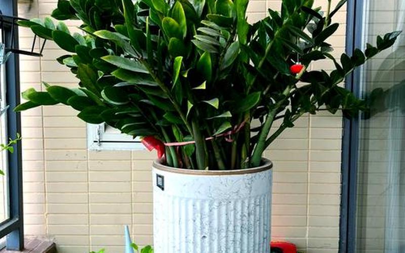 植物与风水摆放图