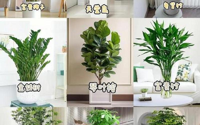 植物与风水摆放图片